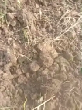 Susila ji online show from November 20, 2025, 9:20 am