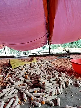 Tin tanny online show from November 27, 2025, 12:13 am