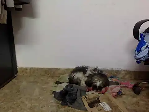 suzen night online show from January 16, 2026, 5:28 pm