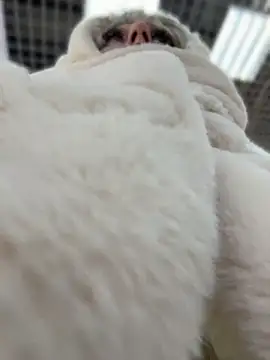 RonnieKiss online show from April 11, 2026, 9:02 am