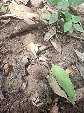 telugumodda4396 online show from October 14, 2025, 5:30 am