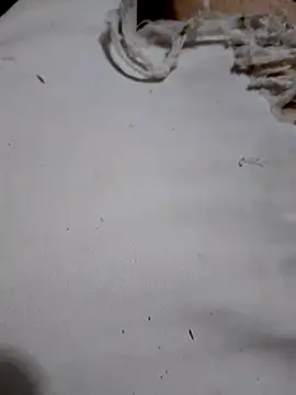 Snapshot of SALCEDO_041198 chatting on October 11, 2025, 10:52 pm SALCEDO 041198 online show from October 11, 2025, 10:52 pm