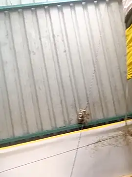 Snapshot of harinisree chatting on October 31, 2025, 5:30 am harinisree online show from October 31, 2025, 5:30 am