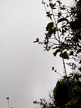 Snapshot of sumaybae chatting on November 5, 2025, 3:17 am sumaybae online show from November 5, 2025, 3:17 am