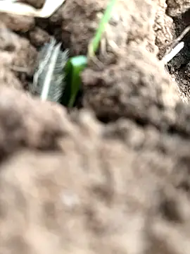 DirtybhabhiGoal online show from November 22, 2025, 6:56 am