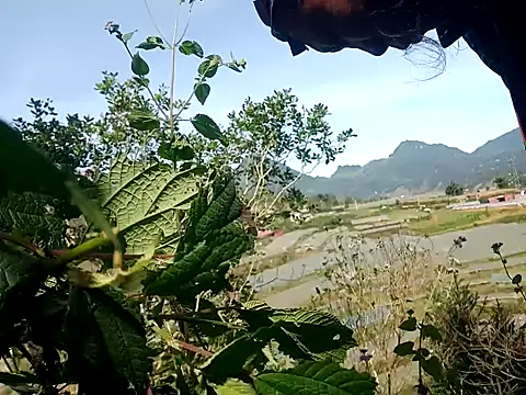 nui-show online show from November 7, 2025, 3:50 am