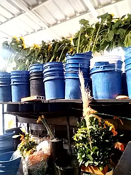 Snapshot of Almeyjose chatting on January 13, 2026, 2:44 pm Almeyjose online show from January 13, 2026, 2:44 pm