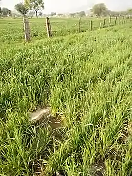 Snapshot of hornycouple20000 chatting on January 9, 2026, 5:10 am hornycouple20000 online show from January 9, 2026, 5:10 am