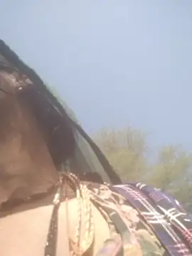 hornycouple20000 online show from February 5, 2026, 5:01 am