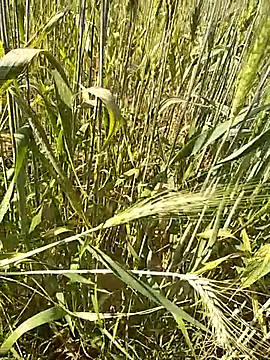 hornycouple20000 online show from February 16, 2026, 9:16 am