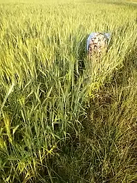 hornycouple20000 online show from February 21, 2026, 11:55 am