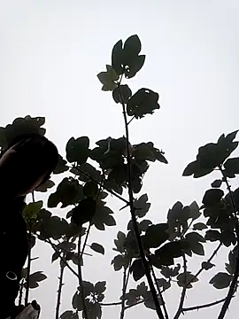 Snapshot of him220 chatting on March 7, 2026, 2:08 am him220 online show from March 7, 2026, 2:08 am