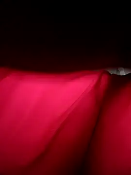 Hoa-tuylip online show from April 11, 2026, 6:29 am