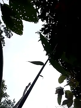 Linka998 online show from April 3, 2026, 11:14 pm