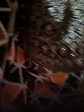 Rashmika Mandana online show from April 16, 2026, 7:14 pm