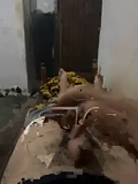 Snapshot of Polomoro23 chatting on March 27, 2026, 7:35 pm Polomoro23 online show from March 27, 2026, 7:35 pm