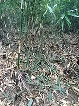 kalara kail online show from March 16, 2026, 1:55 am