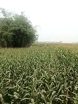 hot honey 66 online show from April 18, 2026, 5:55 am