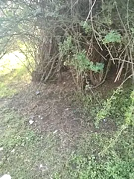 junedkhan99 online show from April 3, 2026, 3:04 am