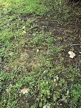 junedkhan99 online show from April 4, 2026, 5:27 am