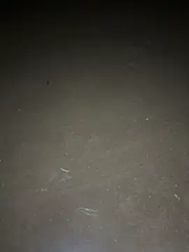 yingzi003 online show from April 16, 2026, 12:39 pm