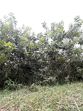nezonx online show from June 18, 2026, 9:30 pm