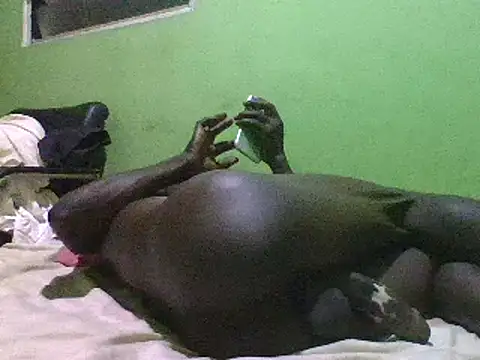 blakkvirus online show from December 15, 2024, 5:13 am