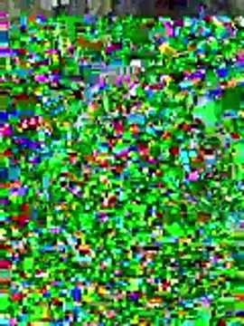 sissyvee online show from January 15, 2026, 5:01 am