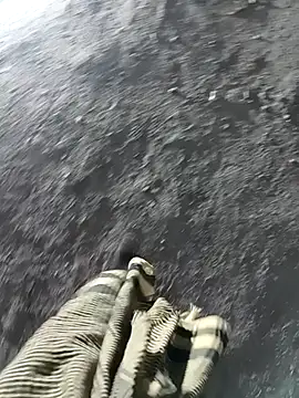 Bengali BULL1 online show from November 17, 2025, 1:50 pm