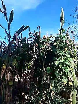 Snapshot of sarpe4 chatting on September 28, 2025, 6:19 am sarpe4 online show from September 28, 2025, 6:19 am