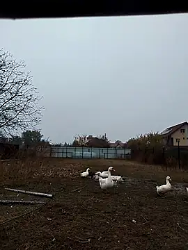 sarpe4 online show from November 2, 2025, 6:38 am