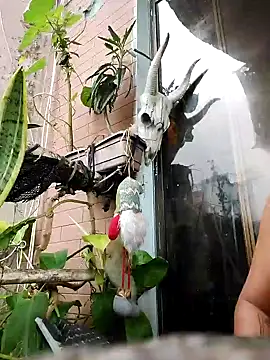 k lebannon online show from February 9, 2025, 8:56 pm