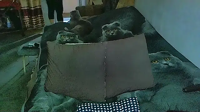 sex2 online show from November 14, 2025, 2:10 am