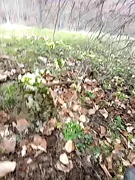 Snapshot of Yaramaz331 chatting on March 31, 2026, 11:32 am Yaramaz331 online show from March 31, 2026, 11:32 am