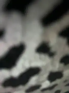 Sarita-candy online show from January 31, 2025, 8:01 pm