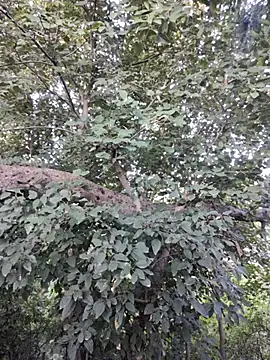 Rinku5553 online show from October 30, 2025, 2:13 am