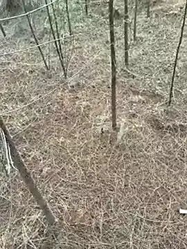 Gopal1243 online show from April 9, 2026, 1:16 am