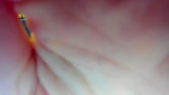 Katrina Minchels online show from January 18, 2025, 11:11 am