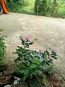 Snapshot of COUPLLE_VILLAGE chatting on September 19, 2025, 2:35 am COUPLLE VILLAGE online show from September 19, 2025, 2:35 am